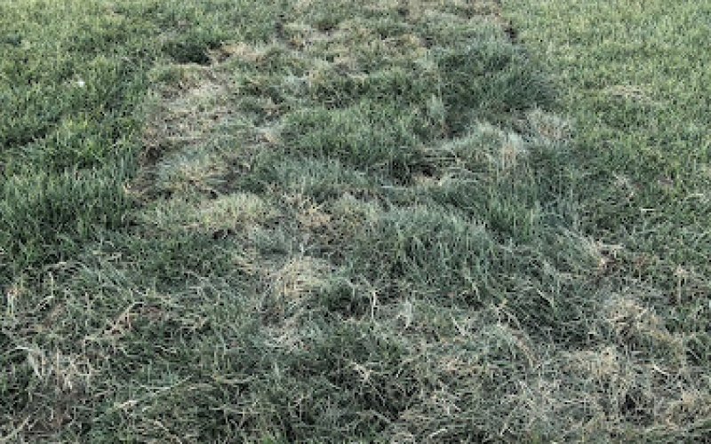 Amarillo Grass Masters