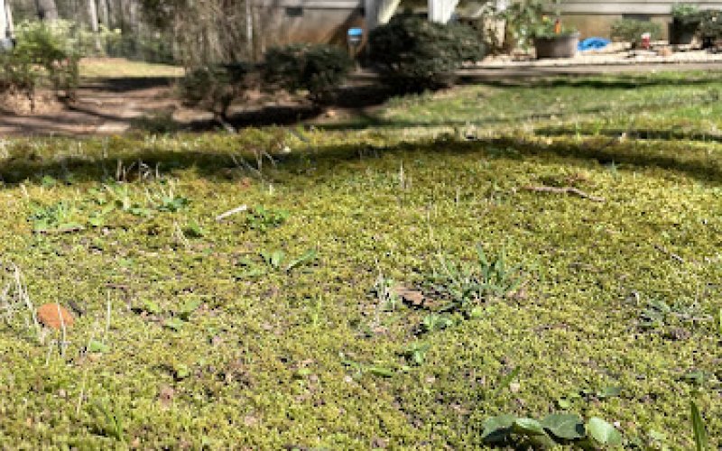 OnDemand Yard Services of Athens