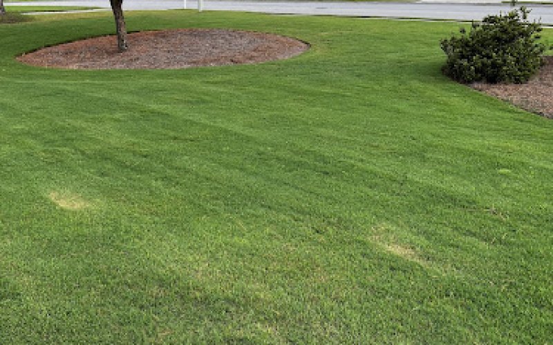 Lawn Ace