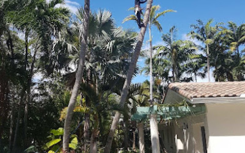 Royal Palm Landscaping Inc