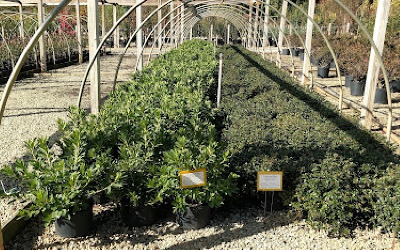 Piedmont Carolina Landscaping