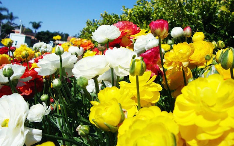 Pacific Terrain Landscape Maintenance