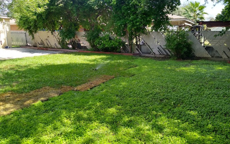 Laredo's Best Landscapers