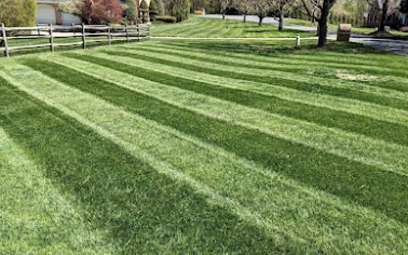 Hedges Landscapes