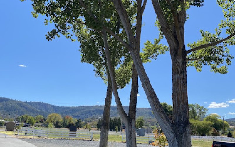 Advanced Tree Service & Landscaping