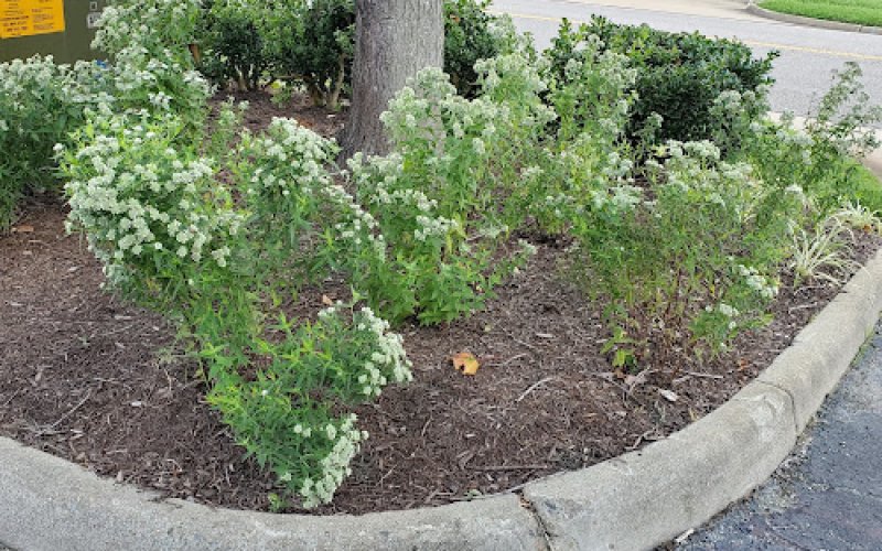SiteOne Landscape Supply