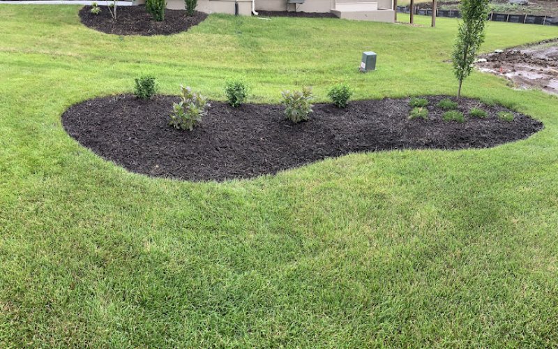 Rooted Landscape