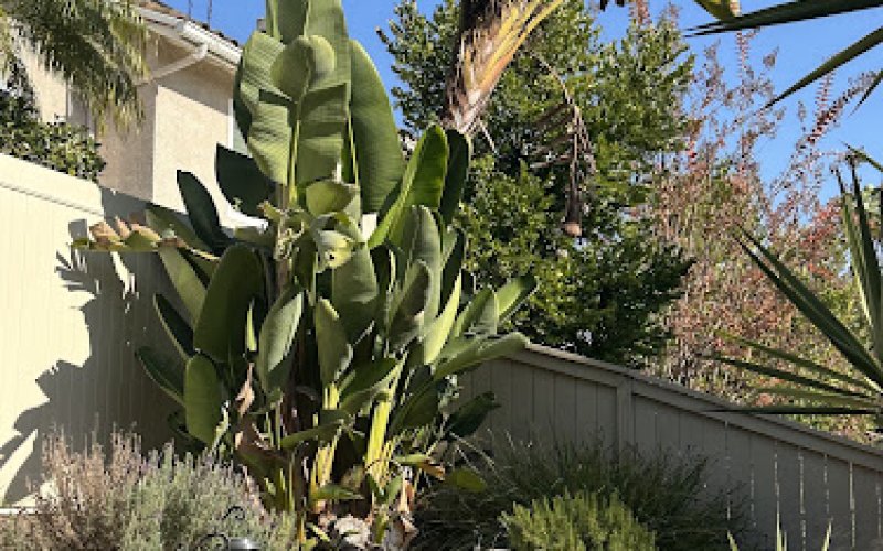 Don Williams Landscape And Tree Service