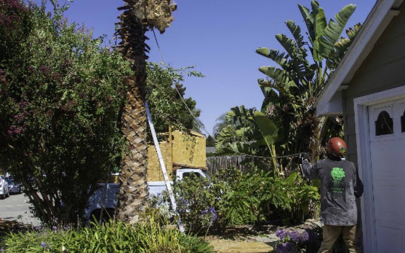 Arbo Lo co. Tree Care