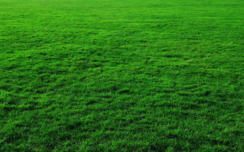 DG's Lawncare