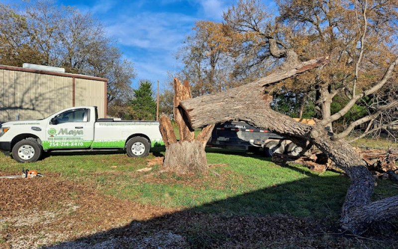 GMaya Tree Service & Landscaping LLC